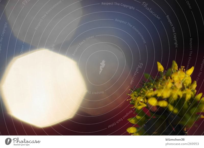 Facetten des Lichtes Pflanze Frühling Blume Blüte Blühend leuchten außergewöhnlich glänzend hell blau gelb rot weiß skurril Unschärfe Punkt Farbfoto