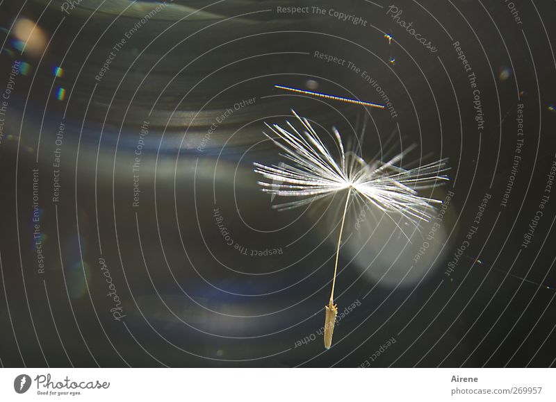 Rettungsschirm Pflanze Blume Wildpflanze Löwenzahn Samen Pflanzensamen Schirm Fallschirm Zeichen fallen ästhetisch weiß Frühlingsgefühle Optimismus Schutz