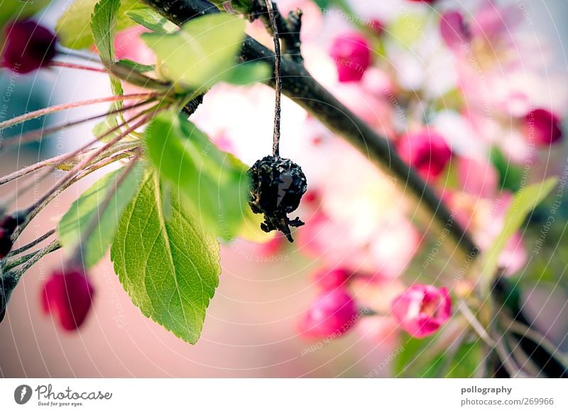 Außenseiter Umwelt Natur Pflanze Frühling Sommer Baum Blatt Blüte Grünpflanze Apfelbaum Garten Blühend Wachstum grün rosa rot schwarz Gefühle Frühlingsgefühle