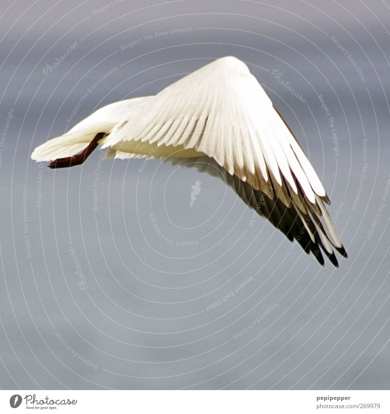 deltaflug Luft Wasser Küste Tier Wildtier Vogel Flügel 1 fliegen außergewöhnlich blau weiß Möwe Feder Farbfoto Außenaufnahme Menschenleer Tag Tierporträt