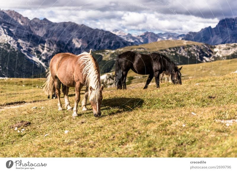 # 813 Drei Zinnen Dolomiten Sextener Dolomiten Weltkulturerbe Hochebene Farbfoto wandern Fußweg Gipfel Bergsteigen Alpen Berge u. Gebirge Schönes Wetter Wiese