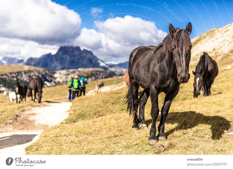 # 812 Drei Zinnen Dolomiten Sextener Dolomiten Weltkulturerbe Hochebene Farbfoto wandern Fußweg Gipfel Bergsteigen Alpen Berge u. Gebirge Schönes Wetter Wiese