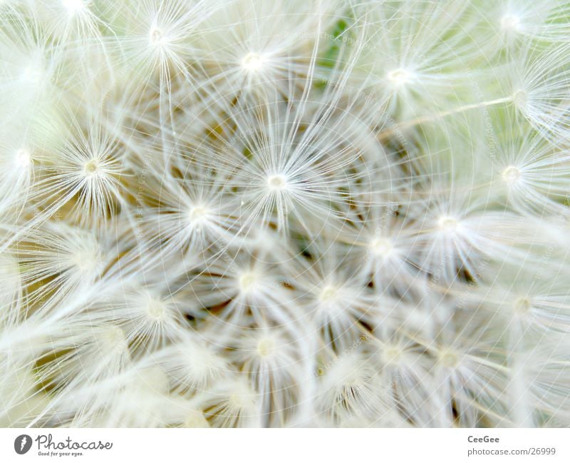 pustefein Löwenzahn weiß Blüte Blume Pflanze Frühling weich zart dünn schmal leicht Gliedmaßen Schirmchen Natur Makroaufnahme Nahaufnahme hell