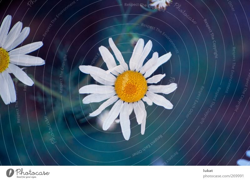 Gänseblümchen weiße Blume Umwelt Natur Pflanze Sommer Gras Blüte Wildpflanze frisch schön einzigartig natürlich oben Sauberkeit Wärme feminin blau mehrfarbig