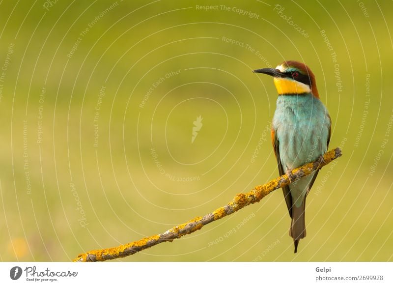 Kleiner Vogel mit schönem Gefieder exotisch Freiheit Natur Tier Biene glänzend füttern hell wild blau gelb grün rot weiß Farbe Präzision Tierwelt Bienenfresser