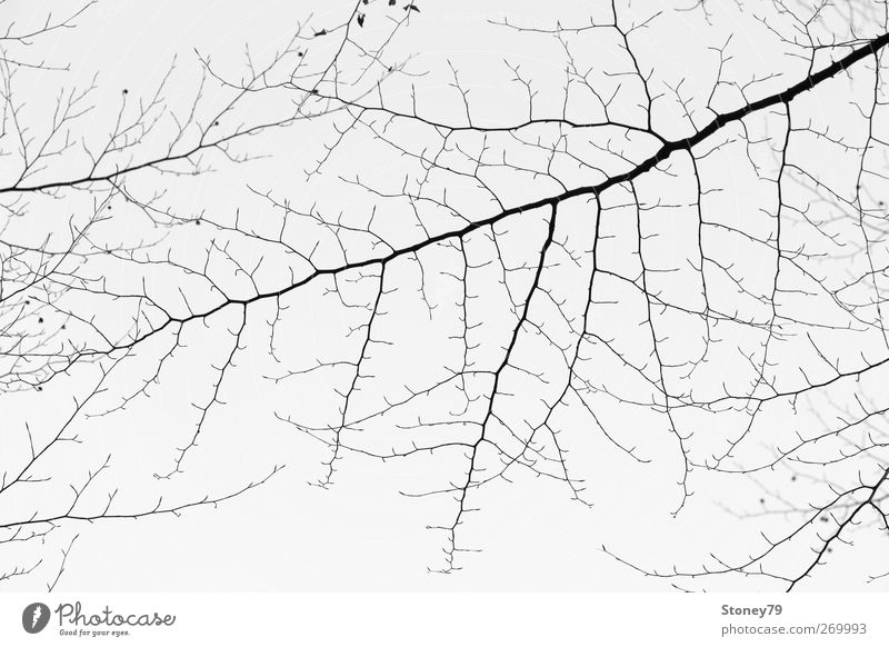 Zweigstrukturen Natur Pflanze Himmel Winter Baum Ast Buche grau schwarz kahl fraktal verzweigt Strukturen & Formen filigran Schwarzweißfoto Außenaufnahme