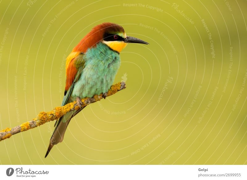 Kleiner Vogel mit schönem Gefieder exotisch Freiheit Natur Tier Biene glänzend füttern hell wild blau gelb grün rot weiß Farbe Präzision Tierwelt Bienenfresser