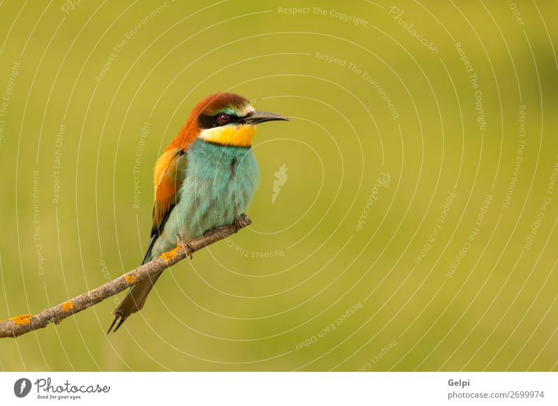 Kleiner Vogel mit schönem Gefieder exotisch Freiheit Natur Tier Biene glänzend füttern hell wild blau gelb grün rot weiß Farbe Präzision Tierwelt Bienenfresser