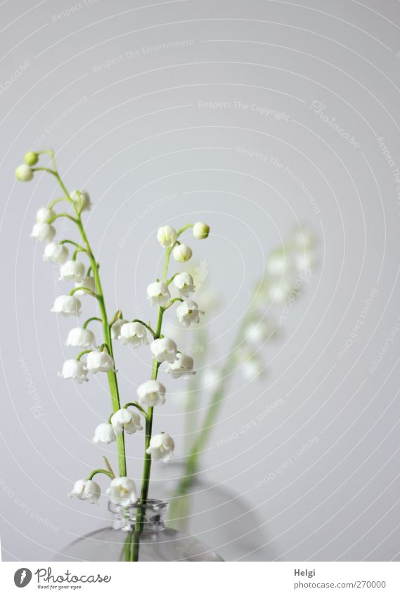 Mai... Natur Pflanze Frühling Blume Blüte Wildpflanze Rispenblüte Maiglöckchen Dekoration & Verzierung Vase Glas Blühend stehen ästhetisch einfach frisch schön