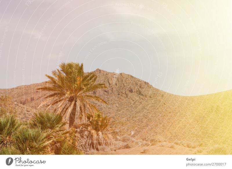 Wüstenplatz mit Palmen in Almeria exotisch schön Ferien & Urlaub & Reisen Sommer Sonne Insel Berge u. Gebirge Haus Garten Natur Landschaft Pflanze Himmel Wolken