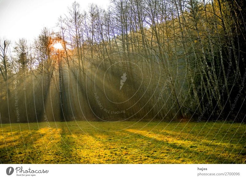 Sonnenstrahlen auf einer Wiese im Wald Erholung Winter Natur Wärme weich Idylle Spot Lichtstrahlen Strahlen Lichterscheinung Herbst grün schön erleuchtet