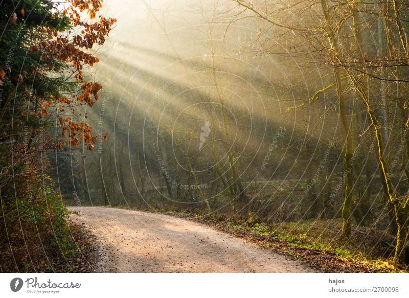 Lichterscheinung im Wald Erholung Winter Natur Schönes Wetter Wärme weich Idylle Sonnenstrahlen Sonnenlicht Strahlen Weg leuchtend mystisch hell erleuchtet