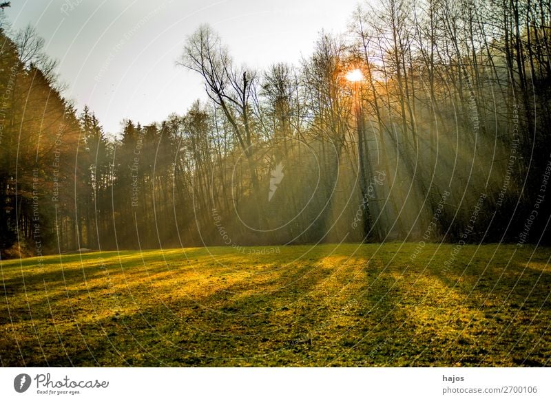 Sonnenstrahlen im Wald Erholung Winter Natur Wärme hell weich Idylle Strahlen Lichterscheinung Reflexionen Bäume Wiese grün Herbst Licht und Schatten strahlend