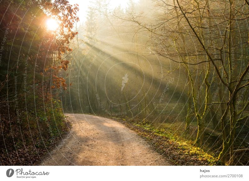 Sonnenstrahlen im Wald Erholung Winter Natur Wärme hell schön weich Idylle Reflexionen Weg mystisch Gegenlicht Herbst Tag Farbfoto Außenaufnahme Menschenleer