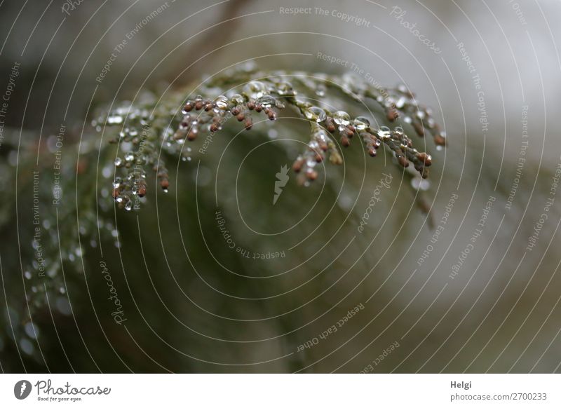 Zweig eines Lebensbaumes mit vielen Tropfen vor graugrünem Hintergrund Umwelt Natur Pflanze Wassertropfen Winter Sträucher Grünpflanze Park glänzend authentisch