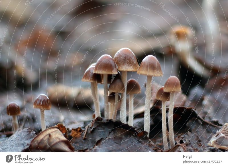 viele kleine Pilze wachsen zwischen altem Laub Umwelt Natur Pflanze Winter Blatt Park stehen Wachstum außergewöhnlich einzigartig nass natürlich braun grau weiß