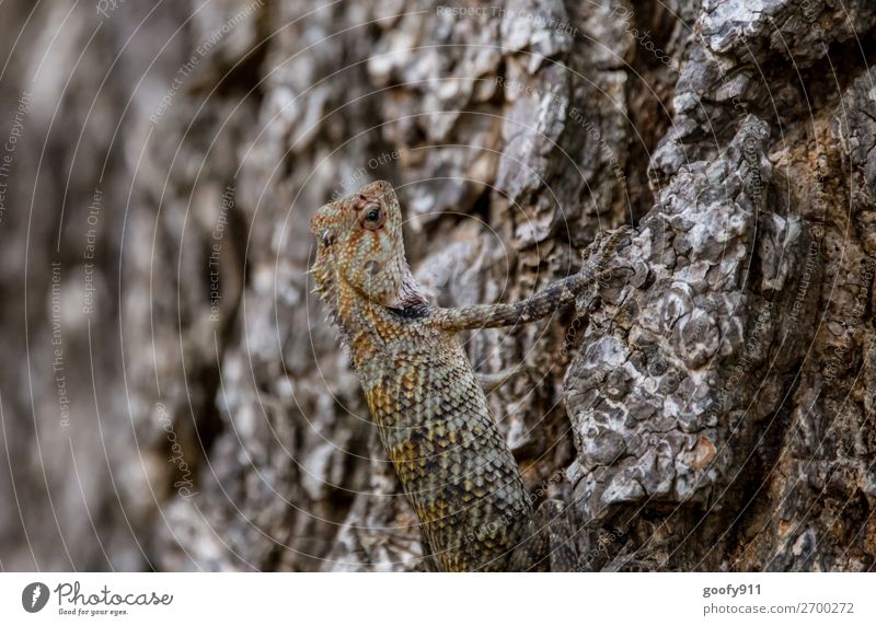 Alterserscheinung/ Schrumpelig Ferien & Urlaub & Reisen Ausflug Abenteuer Ferne Freiheit Safari Expedition Umwelt Natur Pflanze Baum Urwald Tier Wildtier