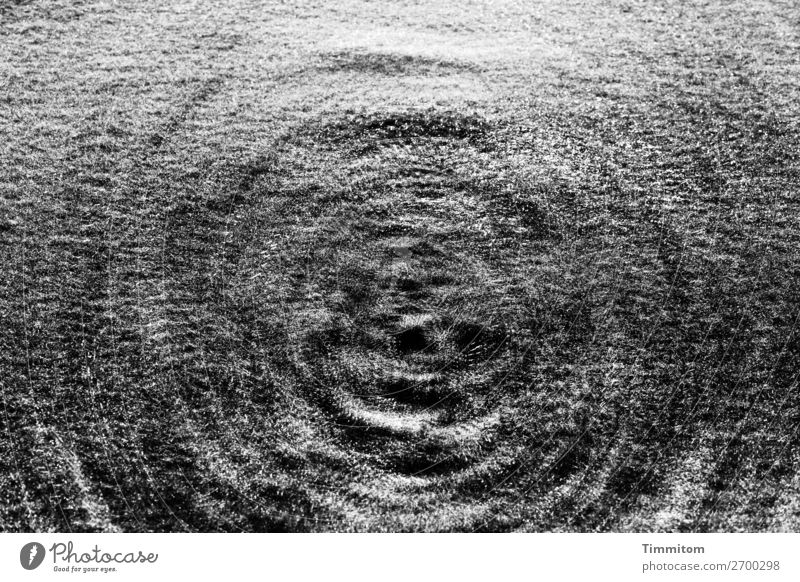 Auf der Wiese, schwarz-weiß Umwelt Natur Pflanze Gras drehen Blick einfach natürlich grau Gefühle Vertrauen achtsam ruhig Schwarzweißfoto Doppelbelichtung