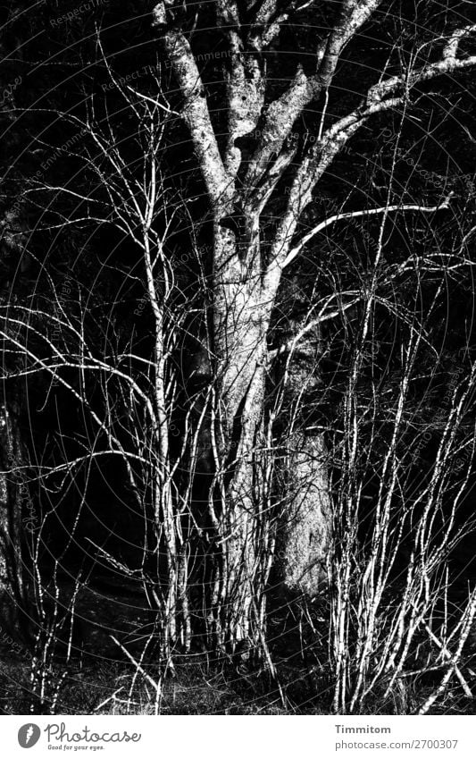 Schwarzwald, Teilansicht Umwelt Natur Pflanze Winter Baum Sträucher Wald einfach natürlich grau schwarz weiß Gefühle Schwarzweißfoto Außenaufnahme Menschenleer