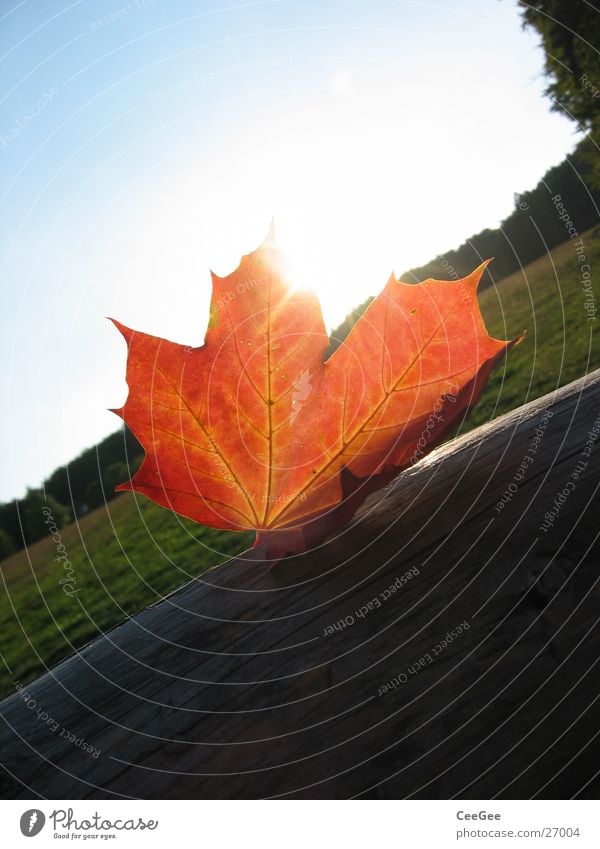 Herbstsonne Blatt rot Wald Wiese Licht verdeckt Holz Farbe Makroaufnahme Nahaufnahme Sonne Landschaft Schatten Balken verrückt liegen Himmel blau