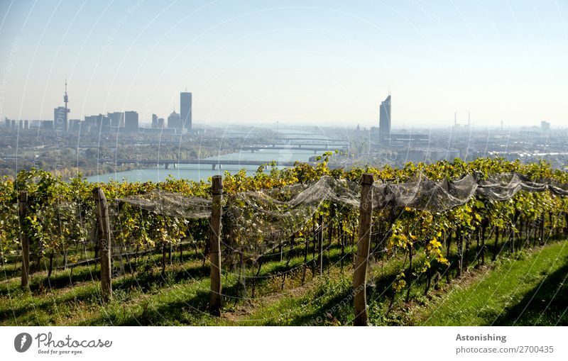 Wien & Wein Umwelt Natur Landschaft Pflanze Himmel Wolkenloser Himmel Horizont Sommer Wetter Schönes Wetter Sträucher Nutzpflanze Feld Hügel Fluss Donau