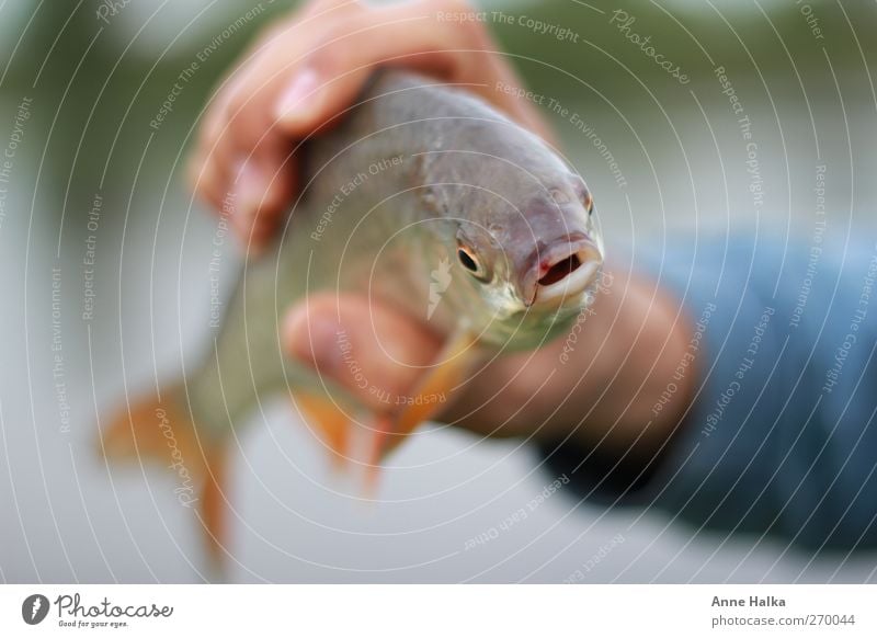 Fisch gefangen Hand Finger Natur Wasser Teich See Bach Fluss Schuppen Flosse kiemen maul Fischmaul Rotauge rotfeder 1 Tier ehrgeizig zielstrebig Fangquote