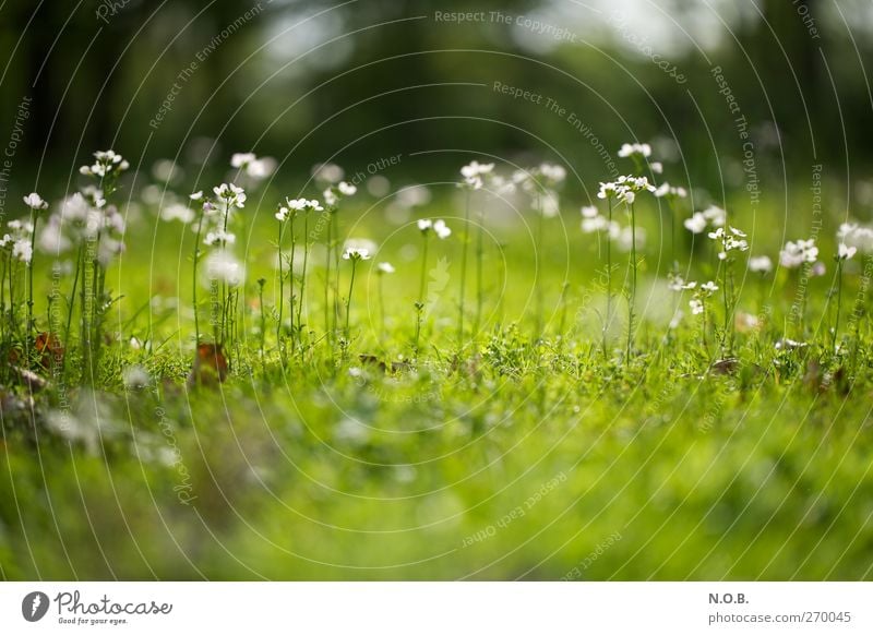 Die Frühlingsmädels Umwelt Natur Pflanze Schönes Wetter Blume Blüte Garten Park Wiese ästhetisch grün weiß Freude Glück Fröhlichkeit Lebensfreude