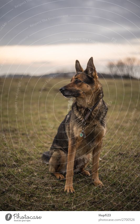 Deutscher Schäferhund Umwelt Natur Landschaft Himmel Wolken Herbst Wiese Tier Haustier Hund 1 beobachten Blick sitzen braun mehrfarbig gelb grau grün orange