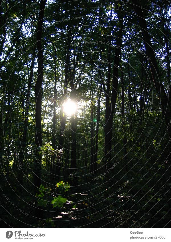 durchscheinend Wald Baum Sträucher Licht dunkel gelb schwarz geheimnisvoll Lichtspiel Berge u. Gebirge Pflanze Sonne Schatten hell Beleuchtung Himmel