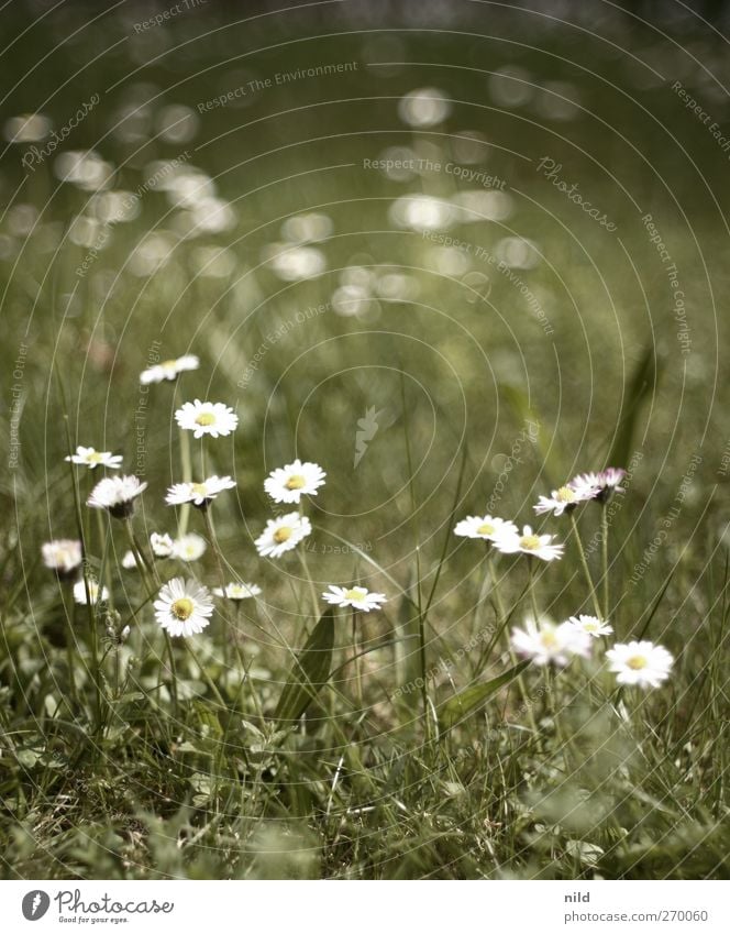 Robert's Bokehlicious Garden Umwelt Natur Pflanze Gras Grünpflanze Gänseblümchen Garten Park Wiese Erholung grün weiß ruhig Frühling Frühlingsblume Farbfoto