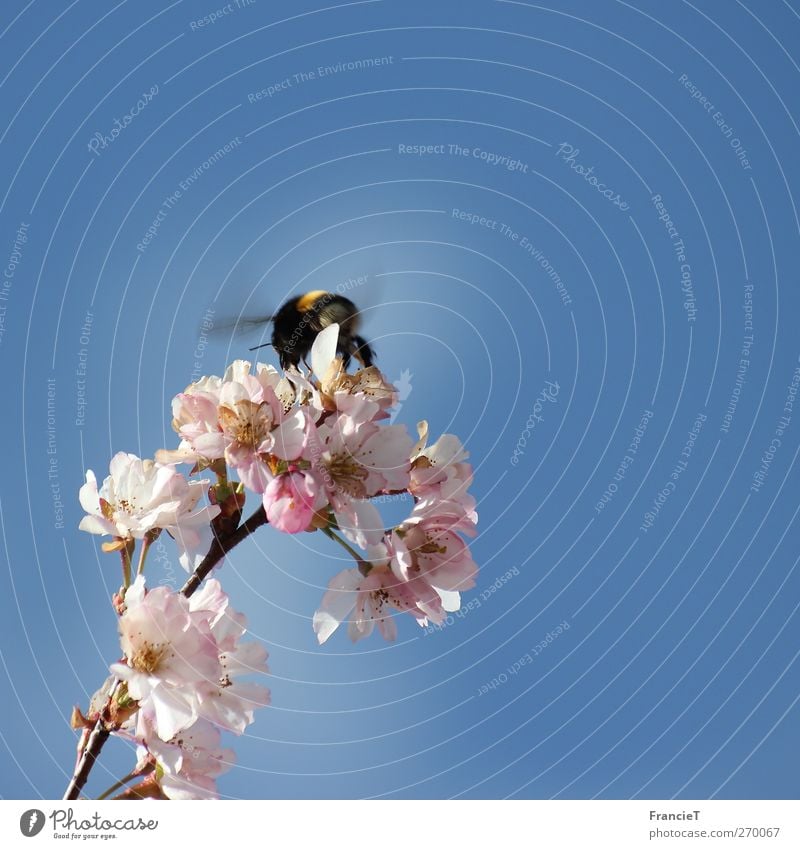 Hummel im Quadrat Natur Pflanze Luft Wolkenloser Himmel Sonne Frühling Schönes Wetter Baum Blüte Tier Flügel 1 rennen Bewegung Blühend Duft fliegen leuchten