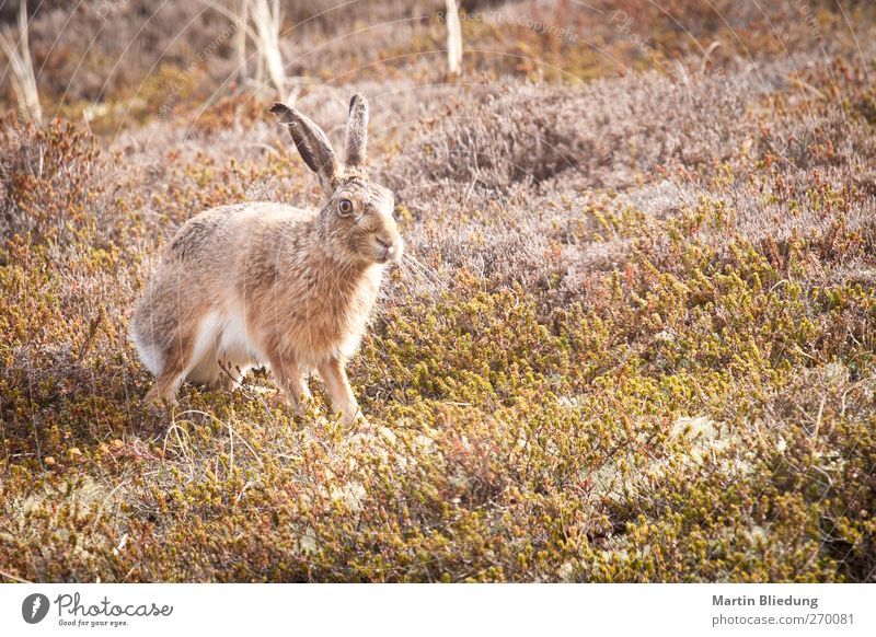 Dünenhase Umwelt Pflanze Tier Sträucher Moos Küste Nordsee Wildtier Tiergesicht Hase & Kaninchen 1 beobachten Jagd warten authentisch wild braun grau grün