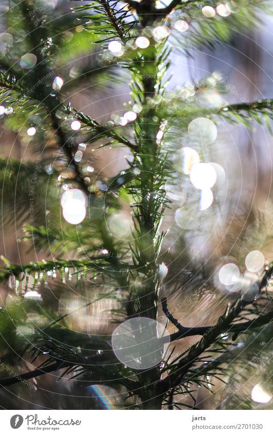 Wintergrün V Natur Schönes Wetter Pflanze Baum Wildpflanze Wald leuchten frisch glänzend nass natürlich Gelassenheit ruhig Tanne Farbfoto Gedeckte Farben