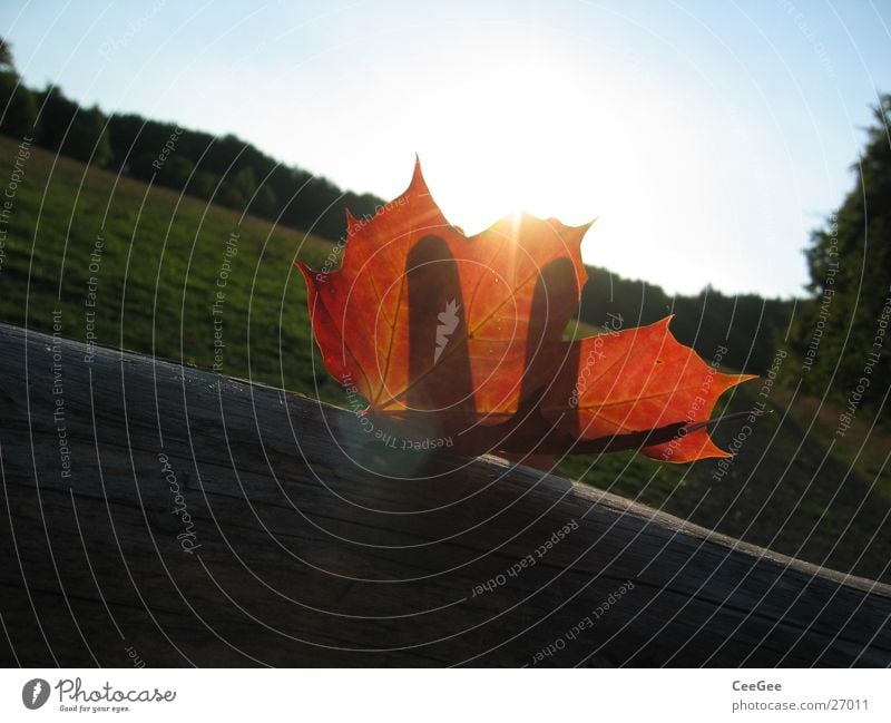 Herbstsonne Blatt rot Wald Wiese Finger Hand Licht verdeckt Holz Farbe Makroaufnahme Nahaufnahme Sonne Landschaft Schatten Balken verrückt liegen Himmel blau