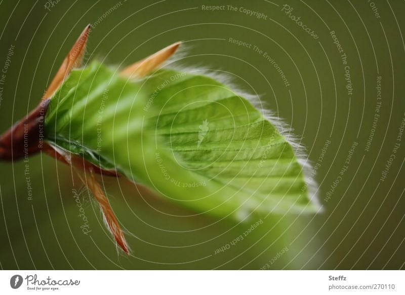 junges Grün im Frühling Blatt Jungpflanze Jahreszeiten Frühlingspflanze Blattadern Blattfaser Blattunterseite frisch neu zartes Grün grün Beginn symmetrisch