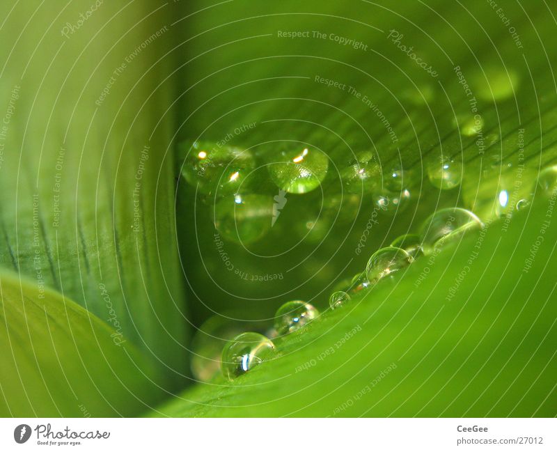 Tröpfchen 2 grün Pflanze Blume nass feucht Regen Wassertropfen Natur Makroaufnahme Nahaufnahme