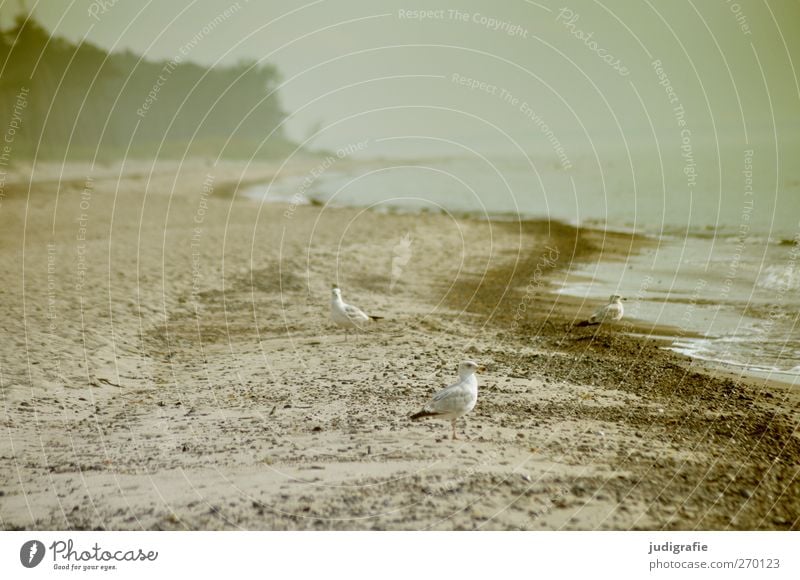 Weststrand Umwelt Natur Landschaft Pflanze Tier Wasser Klima Küste Strand Ostsee Darß Wildtier Vogel Möwe 3 natürlich wild Stimmung Farbfoto Außenaufnahme