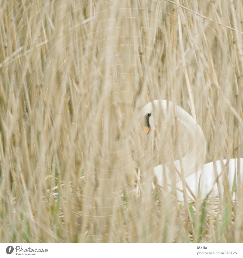 Ich hab Dich im Blick! Umwelt Natur Pflanze Tier Gras Schilfrohr Halm Wildtier Schwan Nest brütend 1 beobachten warten natürlich Schutz Geborgenheit Zeit Gelege