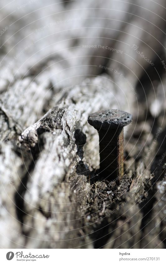 Ein Männlein steht im Walde heimwerken Renovieren Handwerk Erfolg Nagel Natur Baum Baumstamm Baumrinde Holz Metall Rost festhalten einfach natürlich braun grau