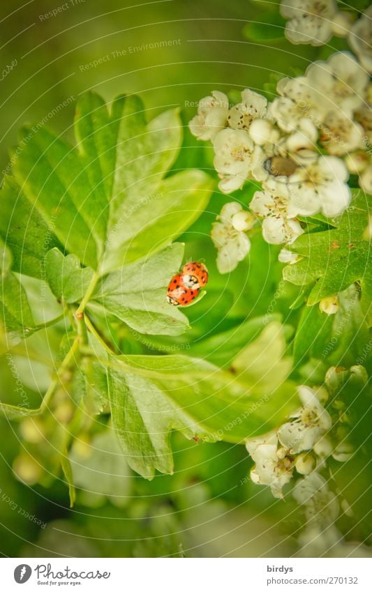 Koitus Natur Pflanze Tier Frühling Blatt Blüte Wildpflanze Weissdorn Marienkäfer 2 Tierpaar berühren authentisch Duft natürlich schön grün rot weiß Glück