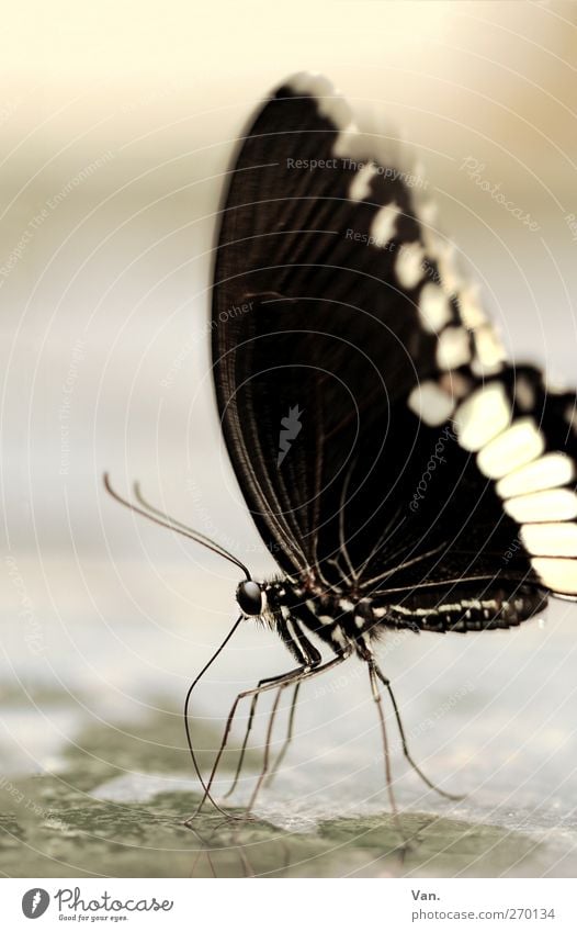 Frau Schmetterling, geb. Raupe Natur Tier Wasser Wildtier Insekt Fühler Beine Auge Flügel 1 Stein trinken nass schwarz weiß Farbfoto Gedeckte Farben