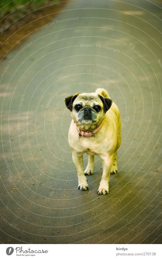 Na du kleiner dicker Mops Straße Haustier Hund 1 Tier beobachten Kommunizieren Blick stehen lustig Neugier positiv Mut Freundschaft Tierliebe Wachsamkeit