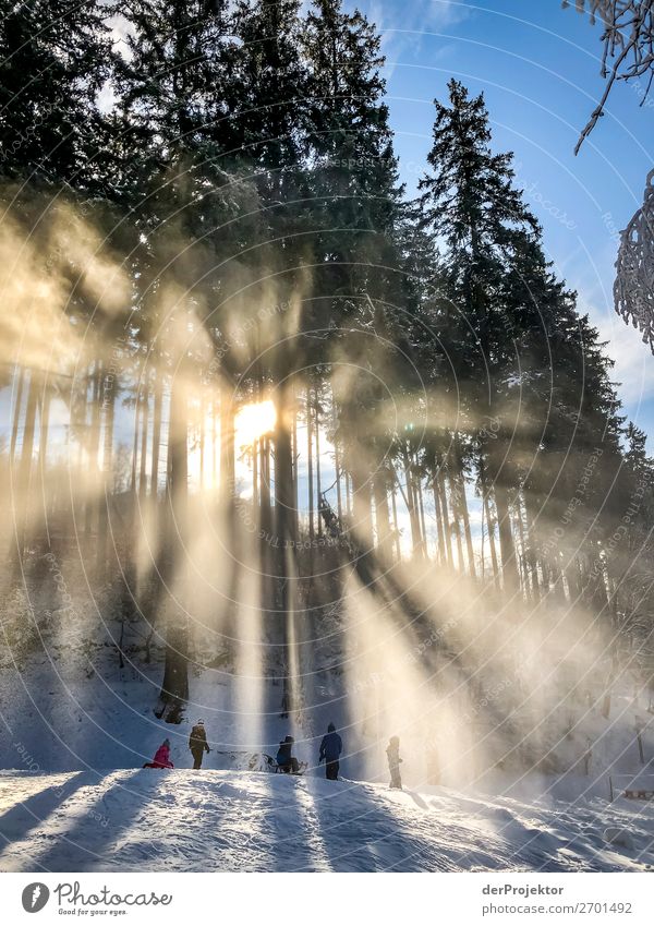 Winterwald im Gegenlicht Harz III Sturmschaden Borkenkäfer Klimawandel Gebirge Sachsen-Anhalt Abenteuer Tourismus Ausflug Freiheit Sightseeing Schnee