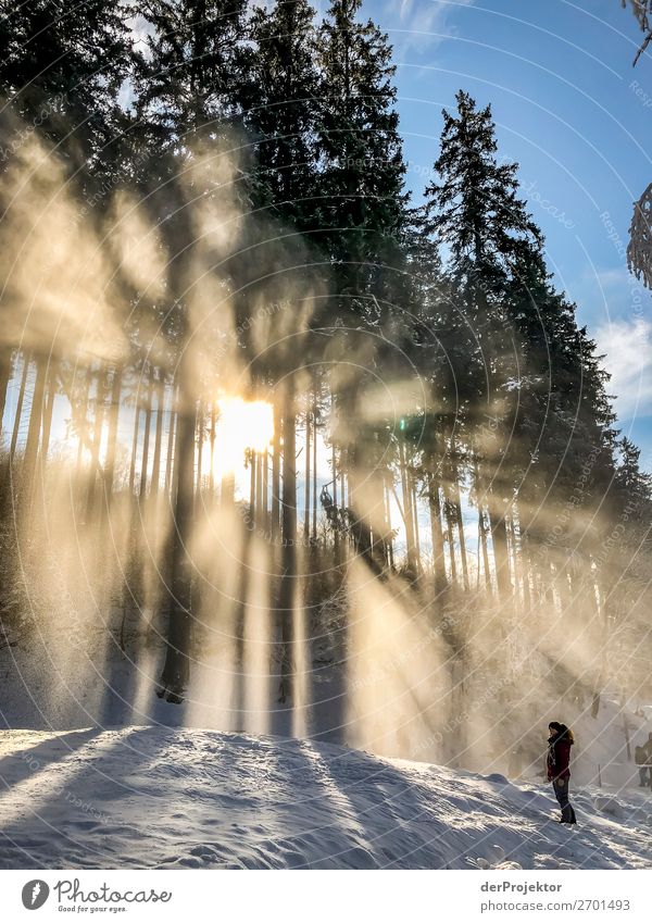 Winterwald im Gegenlicht Harz VII Sturmschaden Borkenkäfer Klimawandel Gebirge Sachsen-Anhalt Abenteuer Tourismus Ausflug Freiheit Sightseeing Schnee