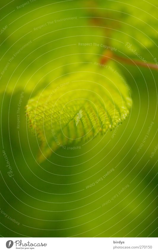 Frühlingsgrün Pflanze Blatt Grünpflanze Wildpflanze ästhetisch frisch schön Duft Natur Hopfenbuche Buchenblatt Blattadern Blattgrün 1 Farbfoto Außenaufnahme