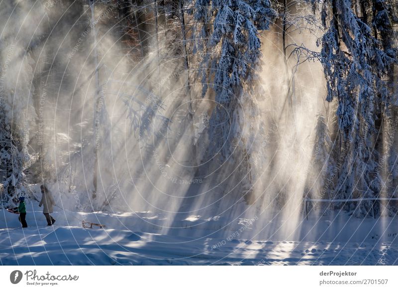 Winterwald im Gegenlicht Harz VI Sturmschaden Borkenkäfer Klimawandel Gebirge Sachsen-Anhalt Abenteuer Tourismus Ausflug Freiheit Sightseeing Schnee