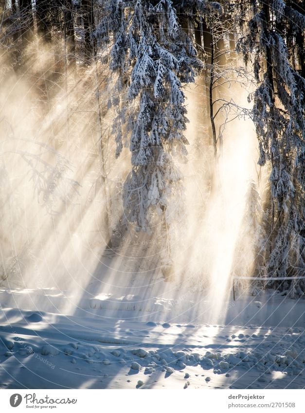 Winterwald im Gegenlicht Harz IV Sturmschaden Borkenkäfer Klimawandel Gebirge Sachsen-Anhalt Abenteuer Tourismus Ausflug Freiheit Sightseeing Schnee