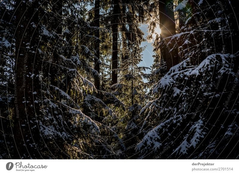 Zaghafte Sonnenstrahlen im winterlichen Nadelwald Ferien & Urlaub & Reisen Tourismus Ausflug Abenteuer Ferne Freiheit Winterurlaub Berge u. Gebirge wandern