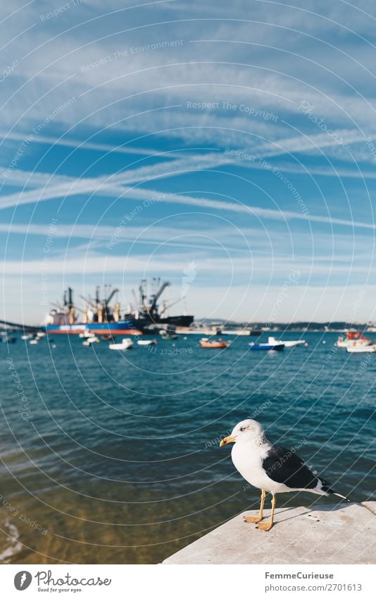 Seagull in front of port in Trafaria Himmel Verkehr Verkehrsmittel Verkehrswege Schifffahrt Fischerboot Ferien & Urlaub & Reisen Portugal Hafen Möwe Tourismus