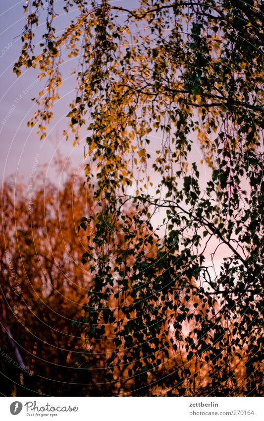 Sonnenuntergehung Sommer Garten Umwelt Natur Landschaft Pflanze Sonnenaufgang Sonnenuntergang Sonnenlicht Klima Klimawandel Wetter Schönes Wetter Baum Blatt